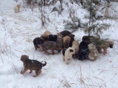 Un residente della regione di Ryazan ha trovato 20 cuccioli nella foresta
