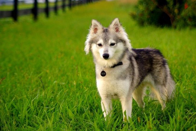 Una piccola copia del leggendario husky, l'Alaska Kli-Kai tocca con il suo aspetto e il suo carattere allegro. È un cane molto socievole, giocoso e arguto. Convive perfettamente con tutti i membri della famiglia, trasformandosi rapidamente in un favorito universale. Una piccola copia del leggendario husky, l'Alaska Kli-Kai tocca con il suo aspetto e il suo carattere allegro. È un cane molto socievole, giocoso e arguto. Convive perfettamente con tutti i membri della famiglia, trasformandosi rapidamente in un favorito universale.