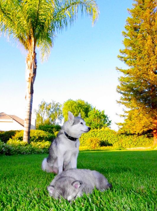 Un cane non sopporta la solitudine con difficoltà, quindi non può essere portato a coloro che escono di casa per lavoro o studio per un giorno Un cane non sopporta la solitudine con difficoltà, quindi non può essere portato a coloro che escono di casa per lavoro o studio per un giorno
