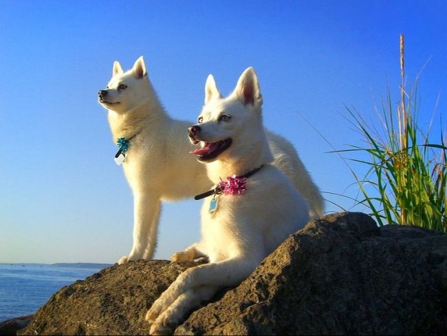 Nel suo temperamento, le cricche differiscono significativamente dallo psicotipo del husky Nel suo temperamento, le cricche differiscono significativamente dallo psicotipo del husky