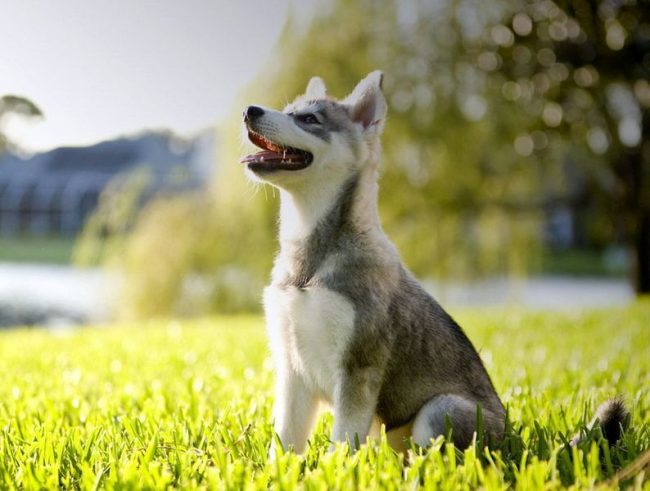 La socievolezza della cricca si esprime nella sua straordinaria capacità di non inondare le cortecce, vale a dire di parlare con il proprietario. Alcuni suoni di animali assomigliano al linguaggio umano La socievolezza della cricca si esprime nella sua straordinaria capacità di non inondare le cortecce, vale a dire di parlare con il proprietario. Alcuni suoni di animali assomigliano al linguaggio umano
