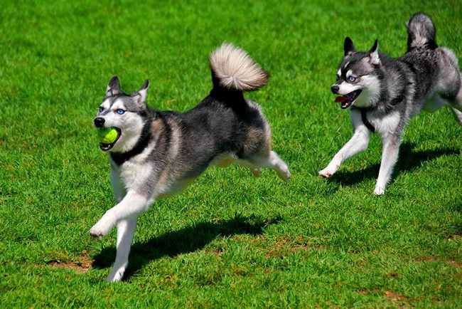 Agile, divertente, il kli-kai ama i giochi all'aperto, ama divertirsi per strada, non rifiuta lunghe passeggiate nella natura Agile, divertente, il kli-kai ama i giochi all'aperto, ama divertirsi per strada, non rifiuta lunghe passeggiate nella natura