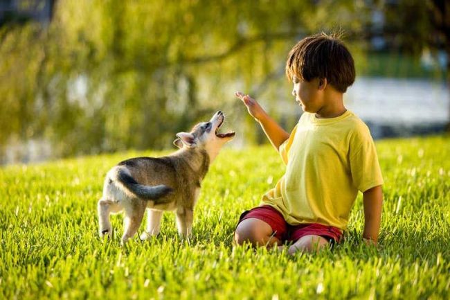 L'Alaska Kli-kai è impeccabile nel comunicare con i bambini e non ammette mai l'aggressività nei loro confronti. L'Alaska Kli-kai è impeccabile nel comunicare con i bambini e non ammette mai l'aggressività nei loro confronti.