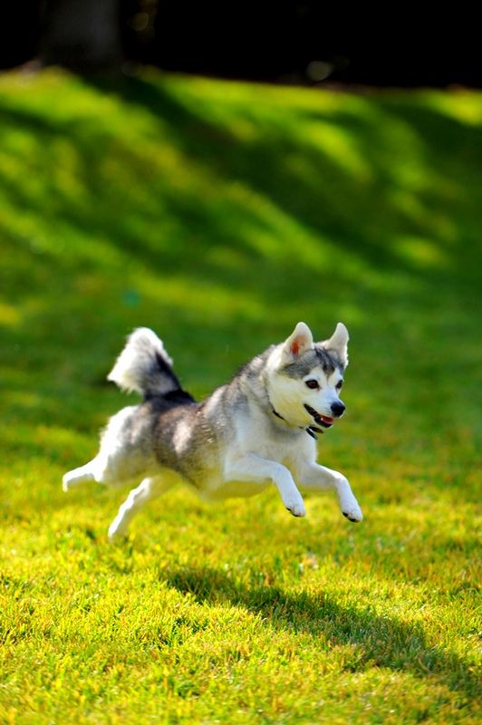 Nella giungla urbana, Kli-kai dovrebbe essere portato a passeggiare in luoghi dove può scatenarsi dal cuore. È fantastico se prendi parte ai suoi divertimenti o offri i tuoi: Kli-kai prova molte emozioni positive nei giochi con il proprietario Nella giungla urbana, Kli-kai dovrebbe essere portato a passeggiare in luoghi dove può scatenarsi dal cuore. È fantastico se prendi parte ai suoi divertimenti o offri i tuoi: Kli-kai prova molte emozioni positive nei giochi con il proprietario