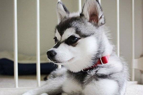 Alaskan