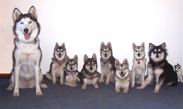 Funny Alaskan Kli-kai