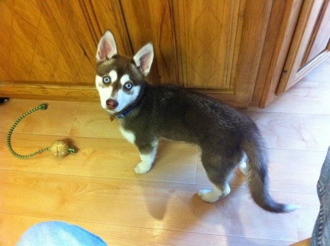 Alaskan Kli-Kai a casa