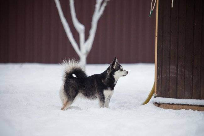 Bellissimo Alaskan Kli-kai
