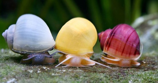 lumache multicolori