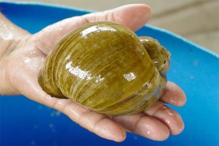 Ampularia nel palmo della tua mano