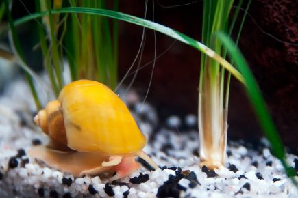 Ampularia nella parte inferiore dell'acquario