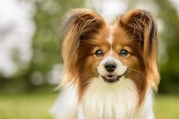 Soprannomi inglesi per cani
