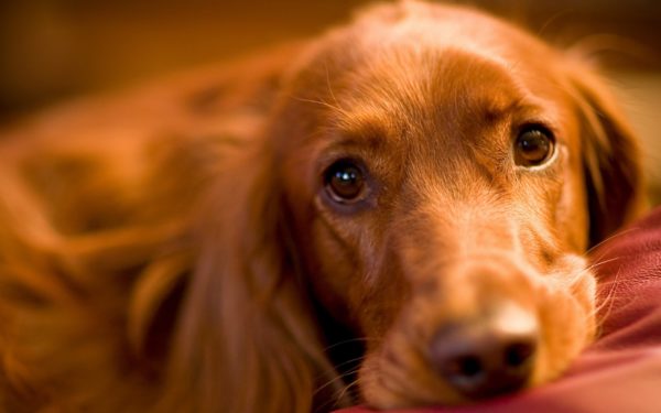 I soprannomi inglesi per cani di ragazzi e ragazze leggono l'articolo