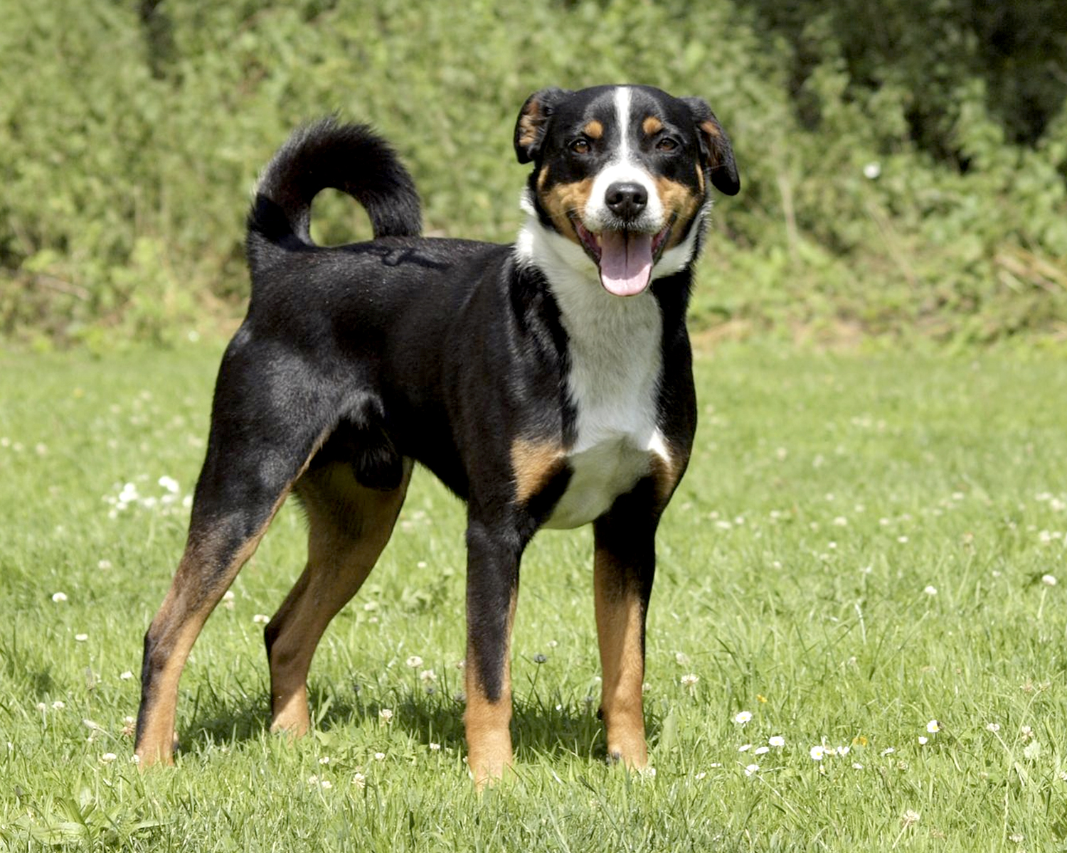 cane da montagna appenzeller