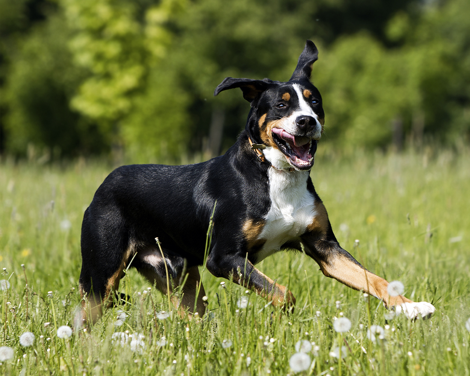cane appenzeller sennenhund