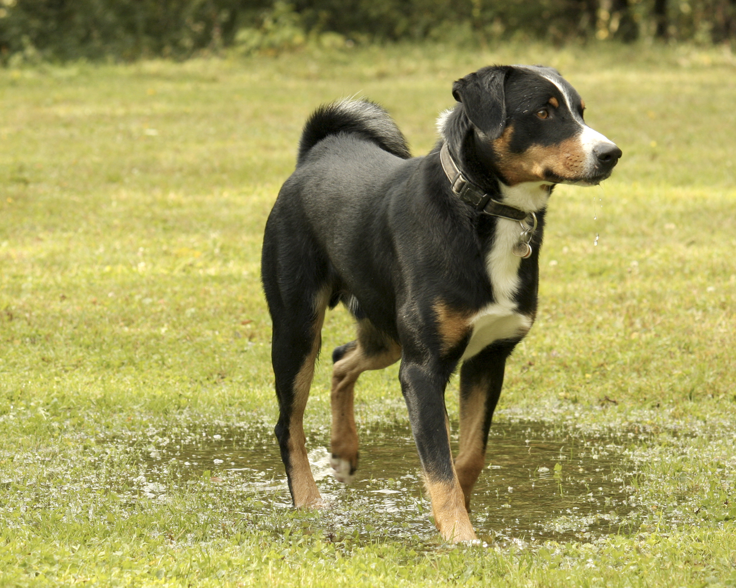 cane da montagna appenzeller di razza