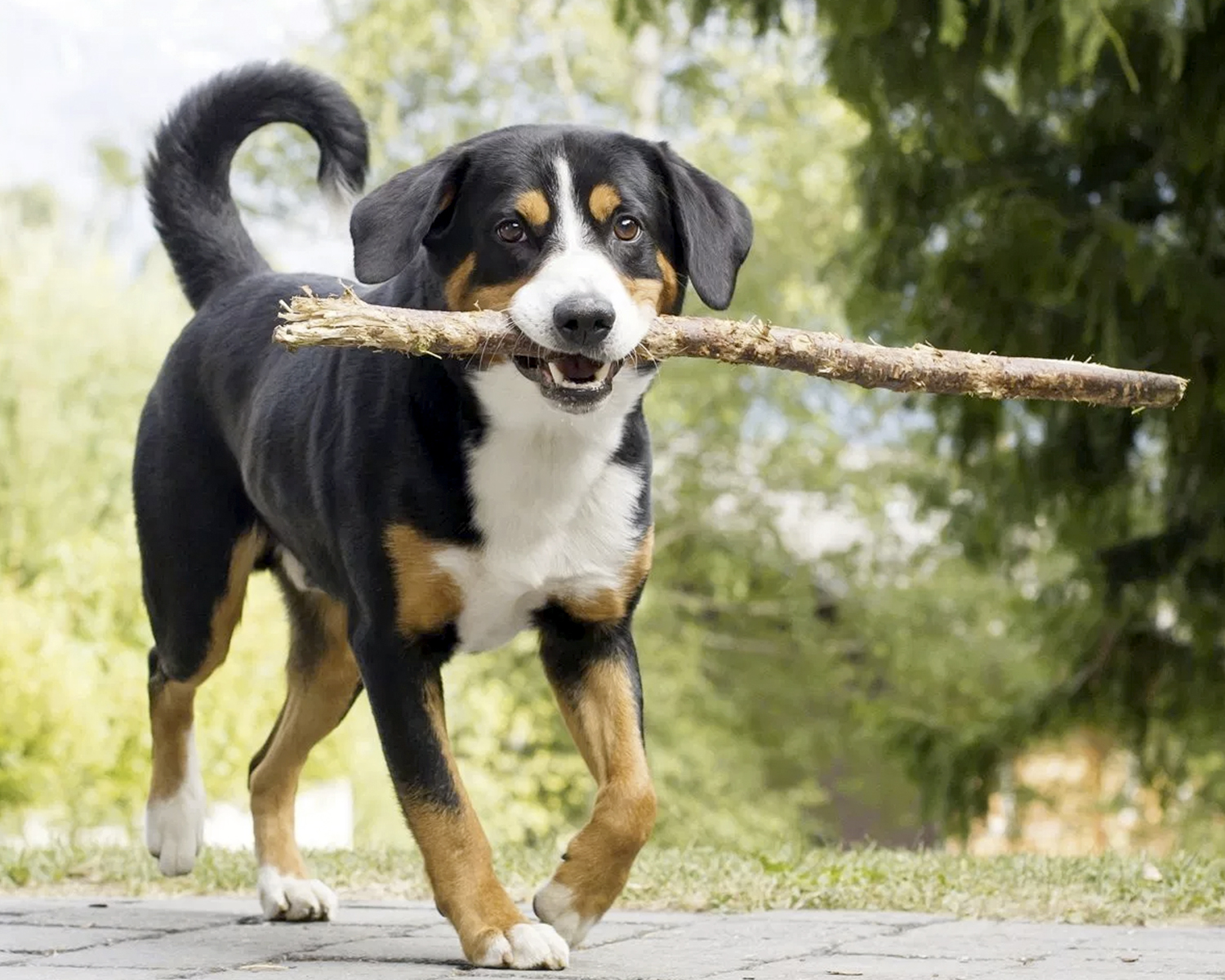 Razza Appenzeller Sennenhund