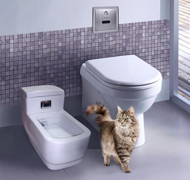 Toilette automatica per gatti