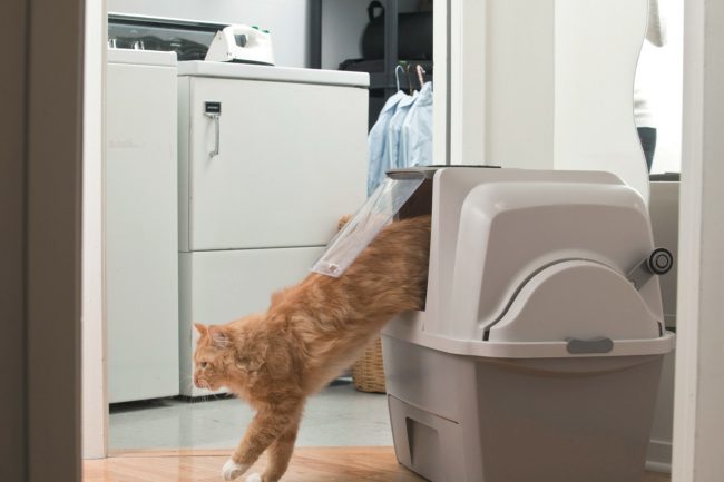 Toilette automatica per gatti