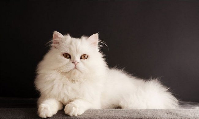 Il gatto bianco decorerà senza dubbio qualsiasi casa e darà gioia e felicità ai proprietari Il gatto bianco decorerà senza dubbio qualsiasi casa e darà gioia e felicità ai proprietari