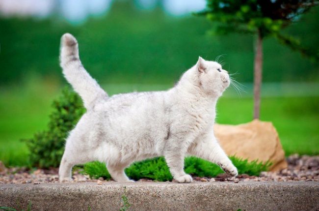 Un gatto bianco nasce spesso con problemi di udito Un gatto bianco nasce spesso con problemi di udito