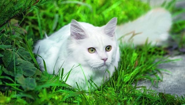 In Turchia - da dove viene questo predatore - un gatto bianco come la neve può entrare nella moschea se ha occhi diversi In Turchia - da dove viene questo predatore - un gatto bianco come la neve può entrare nella moschea se ha occhi diversi