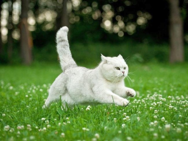 Flying British White Cat Flying British White Cat