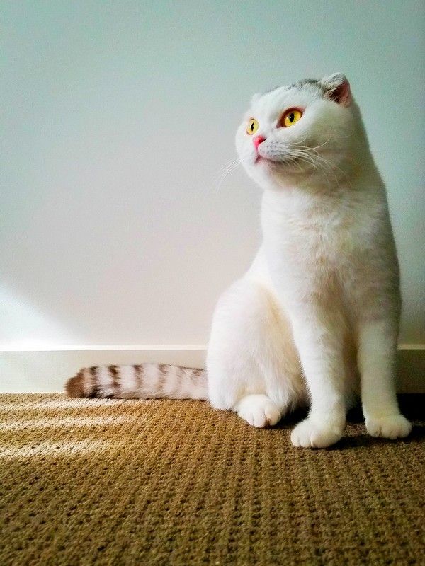 Un affascinante scozzese bianco con una coda a strisce Un affascinante scozzese bianco con una coda a strisce