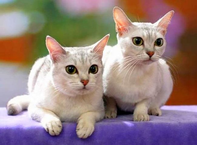 Questa razza è il risultato di un incrocio occasionale tra un gatto birmano e uno persiano. Il colore dell'argento puro è il modo in cui gli allevatori caratterizzano il colore Questa razza è il risultato di un incrocio occasionale tra un gatto birmano e uno persiano. Il colore dell'argento puro è il modo in cui gli allevatori caratterizzano il colore