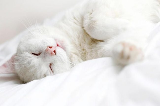 La cosa comune su tutti i gatti bianchi è l'affetto per i loro amici ospiti, in una certa misura possono semplicemente dipendere dalla persona La cosa comune su tutti i gatti bianchi è l'affetto per i loro amici ospiti, in una certa misura possono semplicemente dipendere dalla persona