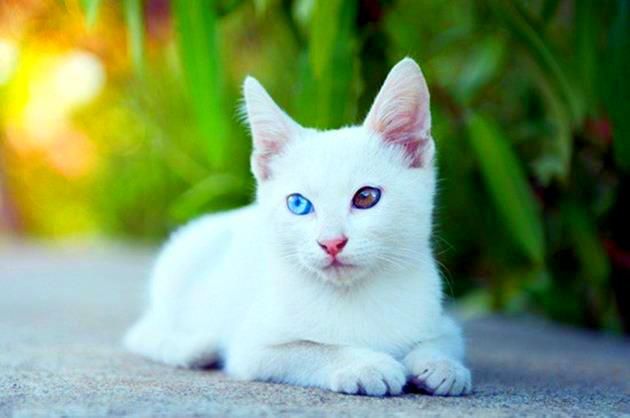 Secondo gli etologi, un gatto bianco con occhi diversi è una completa imprevedibilità. Cambia molto rapidamente carattere, non capisce mai cosa attirerà la sua attenzione. Secondo gli etologi, un gatto bianco con occhi diversi è una completa imprevedibilità. Cambia molto rapidamente carattere, non capisce mai cosa attirerà la sua attenzione.