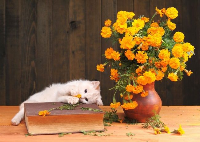 Il gatto bianco è molto vulnerabile e sensibile alle critiche Il gatto bianco è molto vulnerabile e sensibile alle critiche