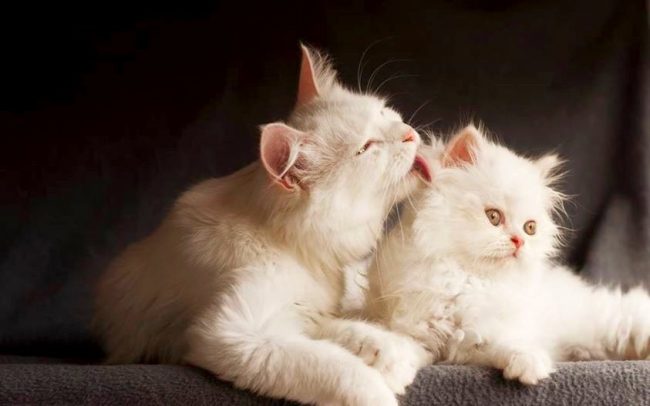 Il bianco è geneticamente mascherato di qualsiasi altro colore. Molto spesso, i cuccioli nascono con macchie sulla testa che passano nel tempo, un predatore addomesticato imbianca Il bianco è geneticamente mascherato di qualsiasi altro colore. Molto spesso, i cuccioli nascono con macchie sulla testa che passano nel tempo, un predatore addomesticato imbianca