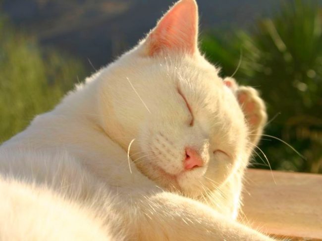È necessaria un'attenta cura per un cappotto elegante gatto bianco È necessaria un'attenta cura per un cappotto elegante gatto bianco