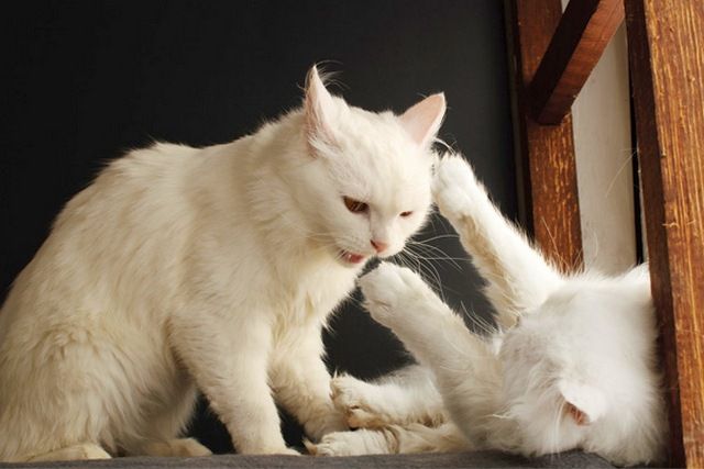 Taglia gli artigli del tuo gatto una volta ogni tre settimane in modo che non graffi se stesso e gli altri Taglia gli artigli del tuo gatto una volta ogni tre settimane in modo che non graffi se stesso e gli altri