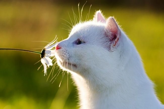 Alcune razze di gatti bianchi hanno problemi agli occhi - sono acquose. Può anche essere secrezione purulenta. Alcune razze di gatti bianchi hanno problemi agli occhi - sono acquose. Può anche essere secrezione purulenta.