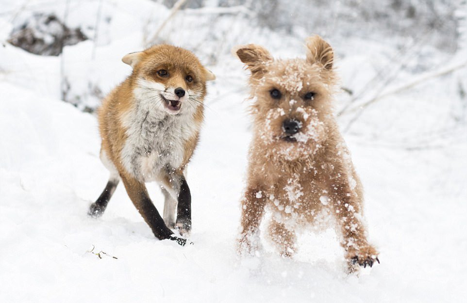 Rabbia nei cani sintomi di incubazione vaccinazione mestruale