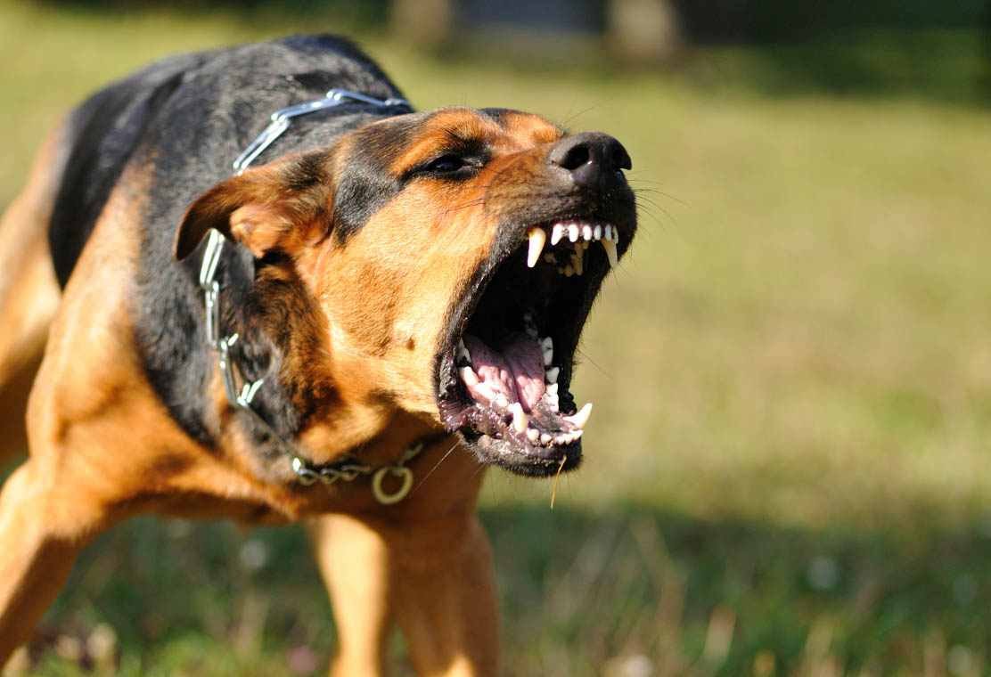 Rabbia nei cani sintomi di incubazione vaccinazione mestruale