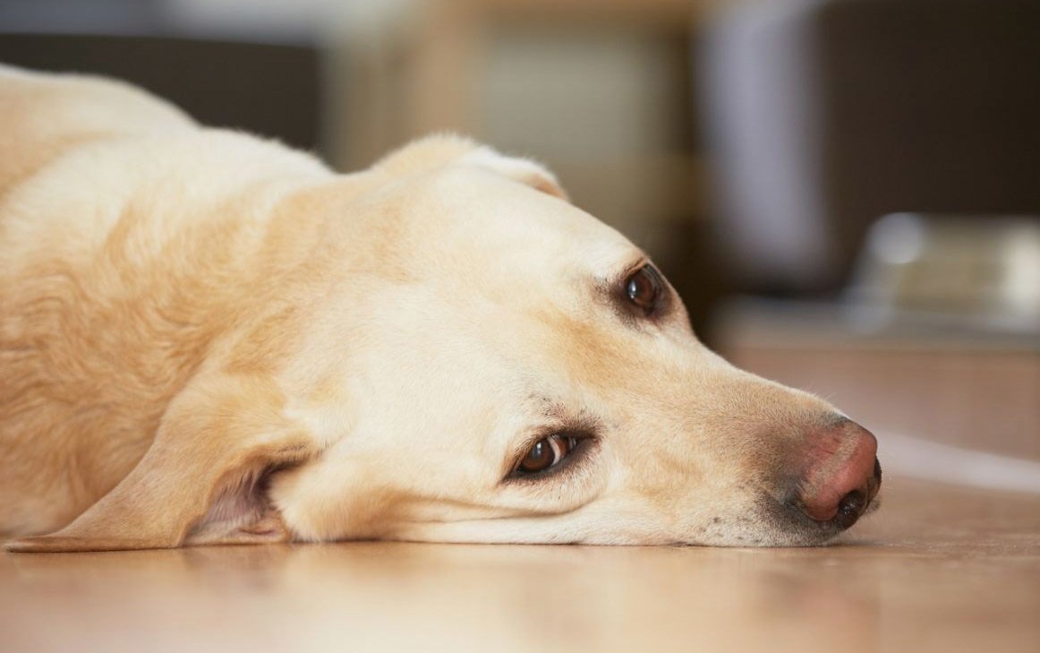 Rabbia nei cani sintomi di incubazione vaccinazione mestruale