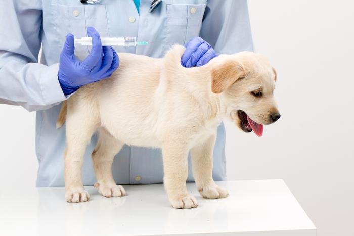 Rabbia nei cani sintomi di incubazione vaccinazione mestruale