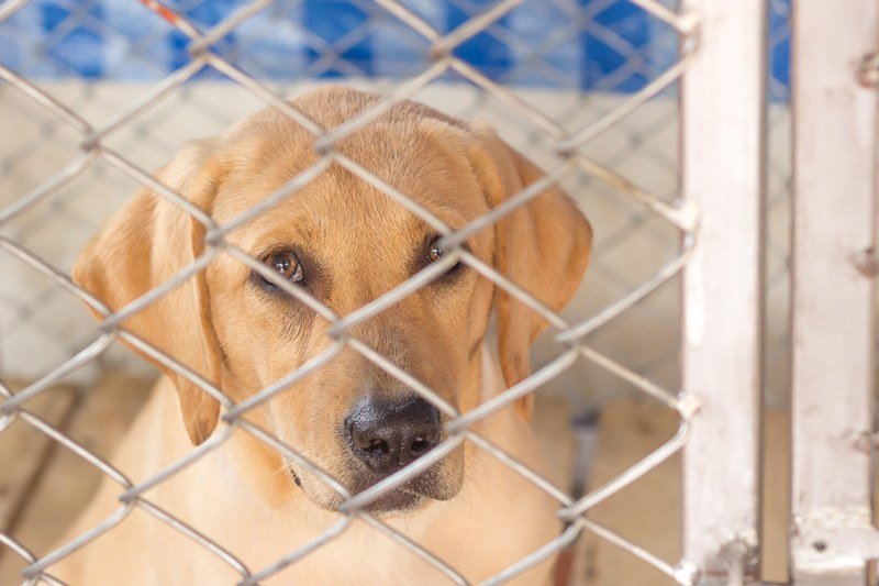 Rabbia nei cani sintomi di incubazione vaccinazione mestruale