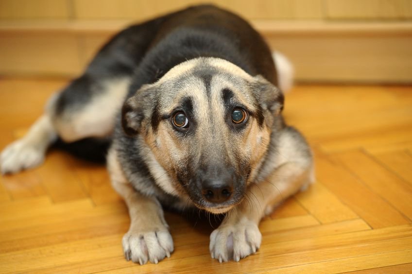 Rabbia nei cani sintomi di incubazione vaccinazione mestruale