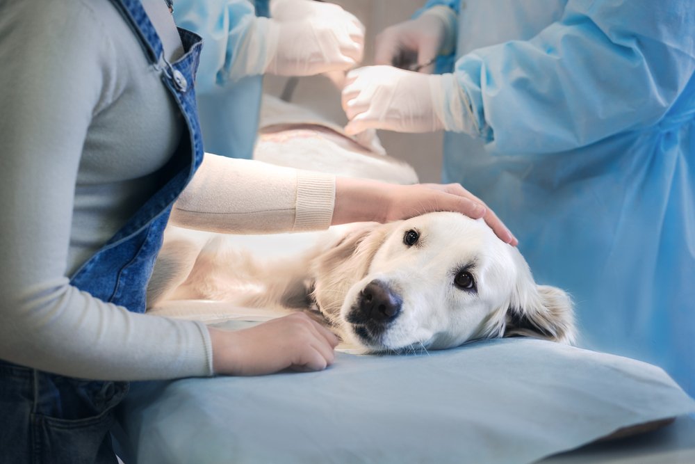 Rabbia nei cani sintomi di incubazione vaccinazione mestruale