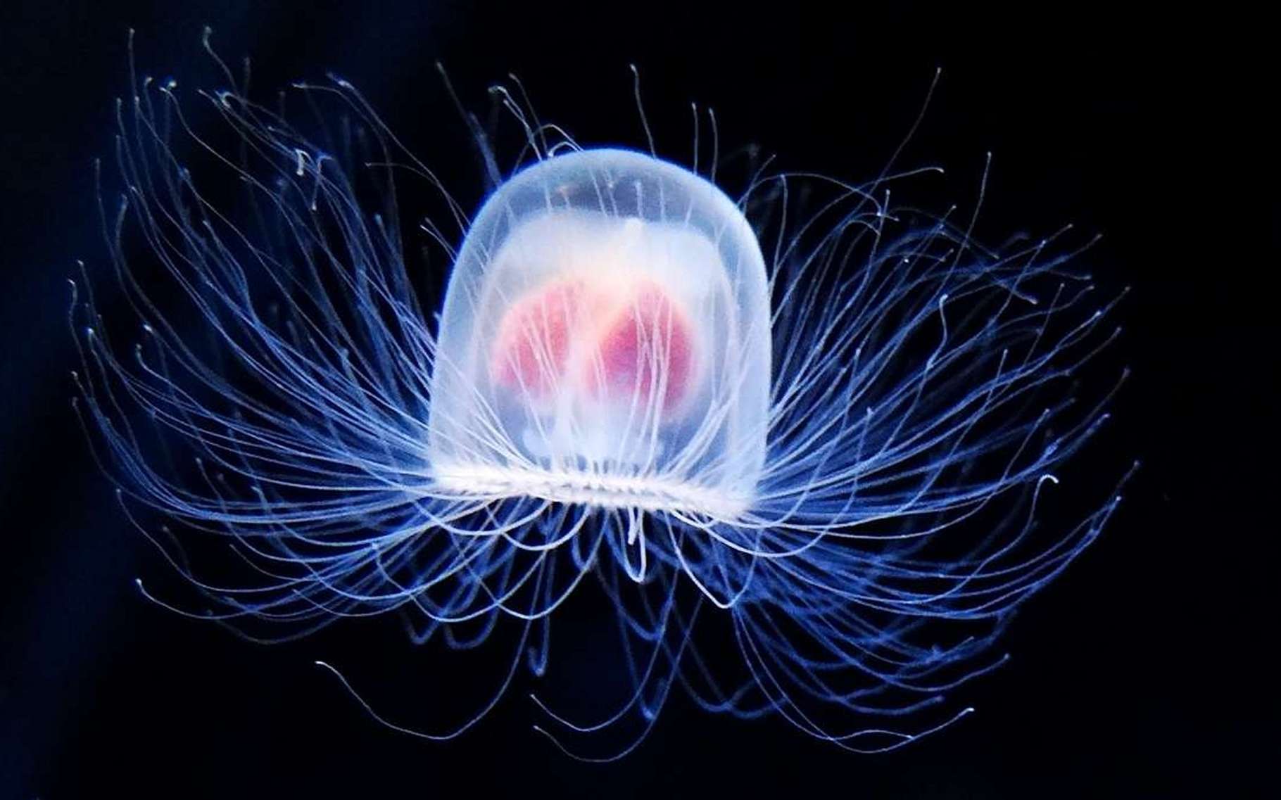 Meduse