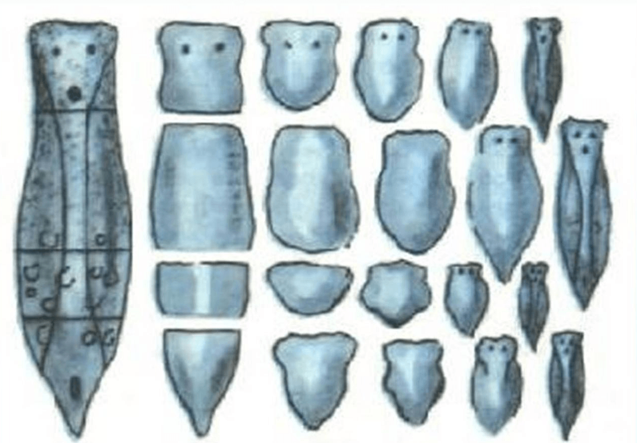 Rigenerazione del worm piatto