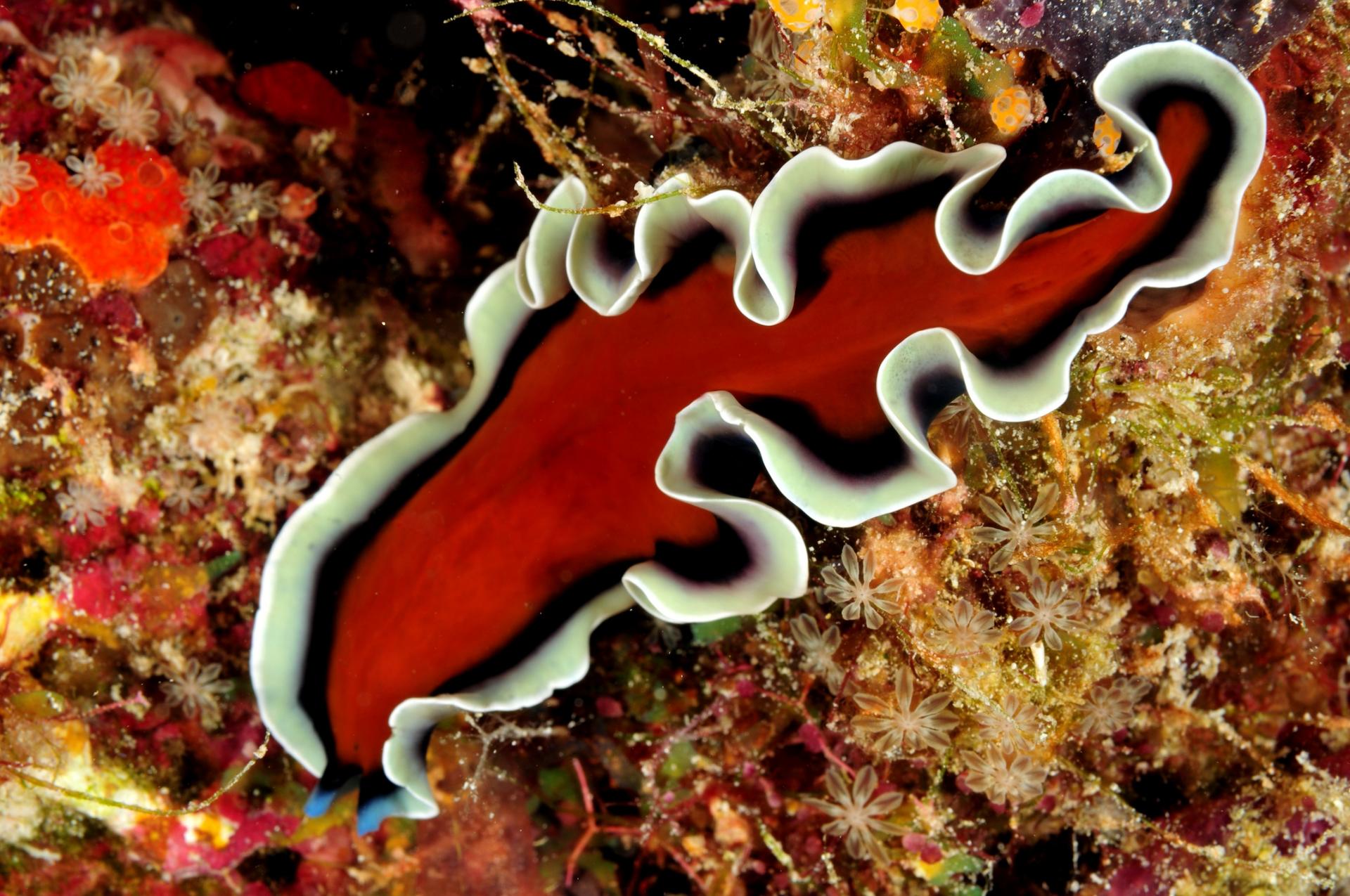 Verme piatto rosso