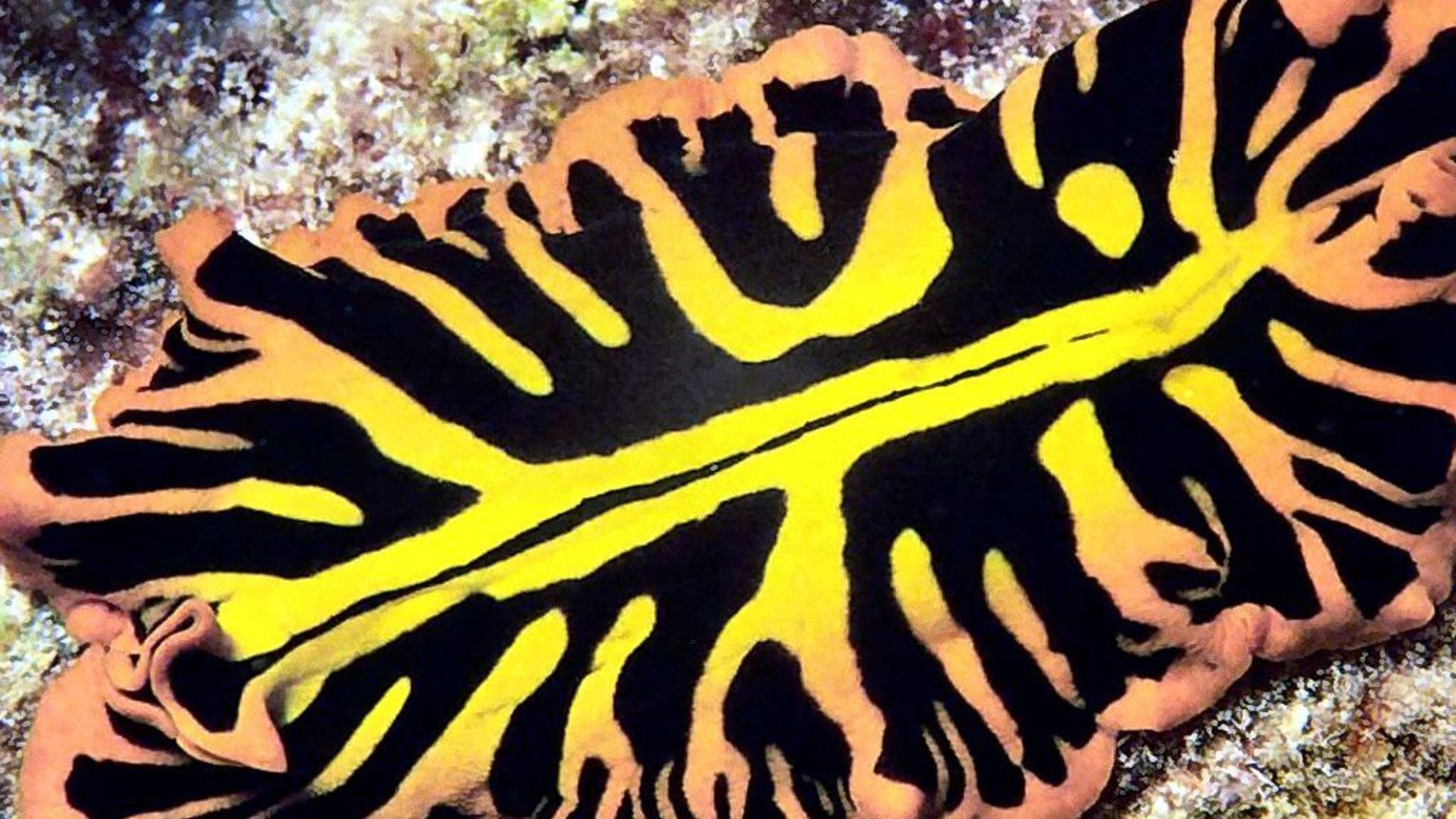 Verme piatto giallo