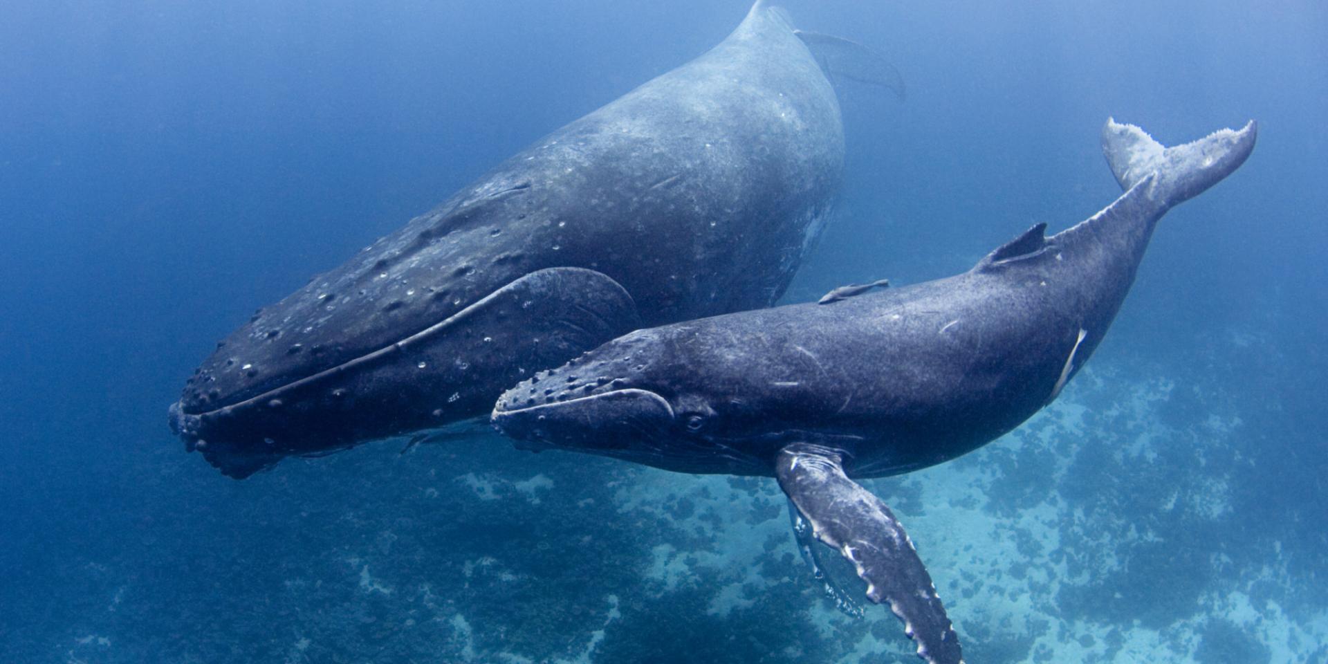 Balena e gattino