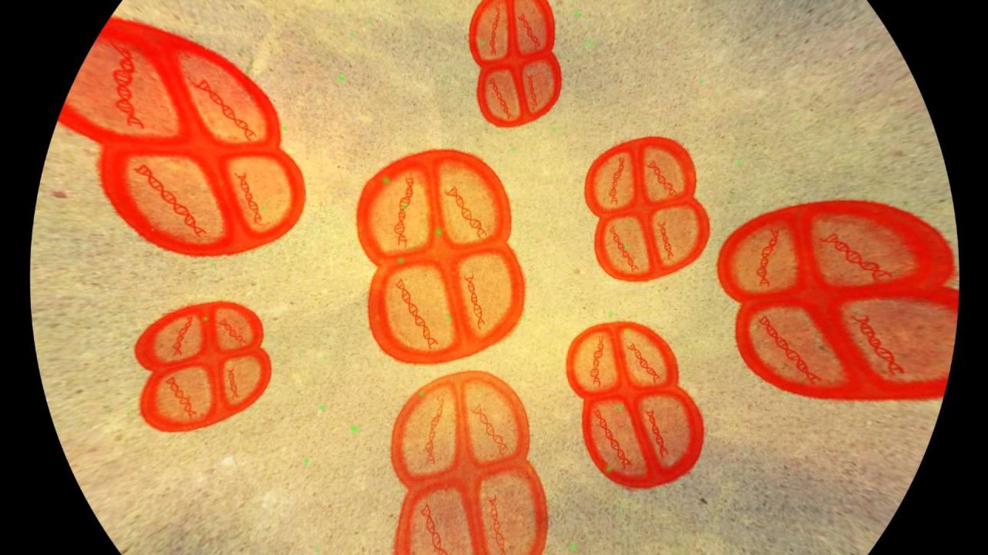 Batterio Deinococcus radiodurans