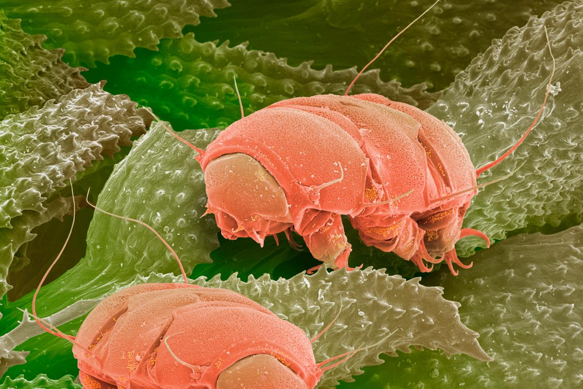 Tardigradi al microscopio